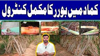 Sugarcane Borer Control Guide | کماد میں بورر کا مکمل کنٹرول | Farming Expert 786