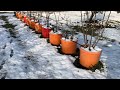 🍊 HOW TO WINTERIZE YOUR CONTAINER FRUIT TREES AND BLACKBERRIES  🍇 WHAT SHOULD YOU DO?