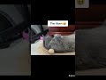 Couldn't Think Of A More Fitting Song, Coco Kitty Cat Being Cute ❤️ #cat #funny #fyp #cute #pets