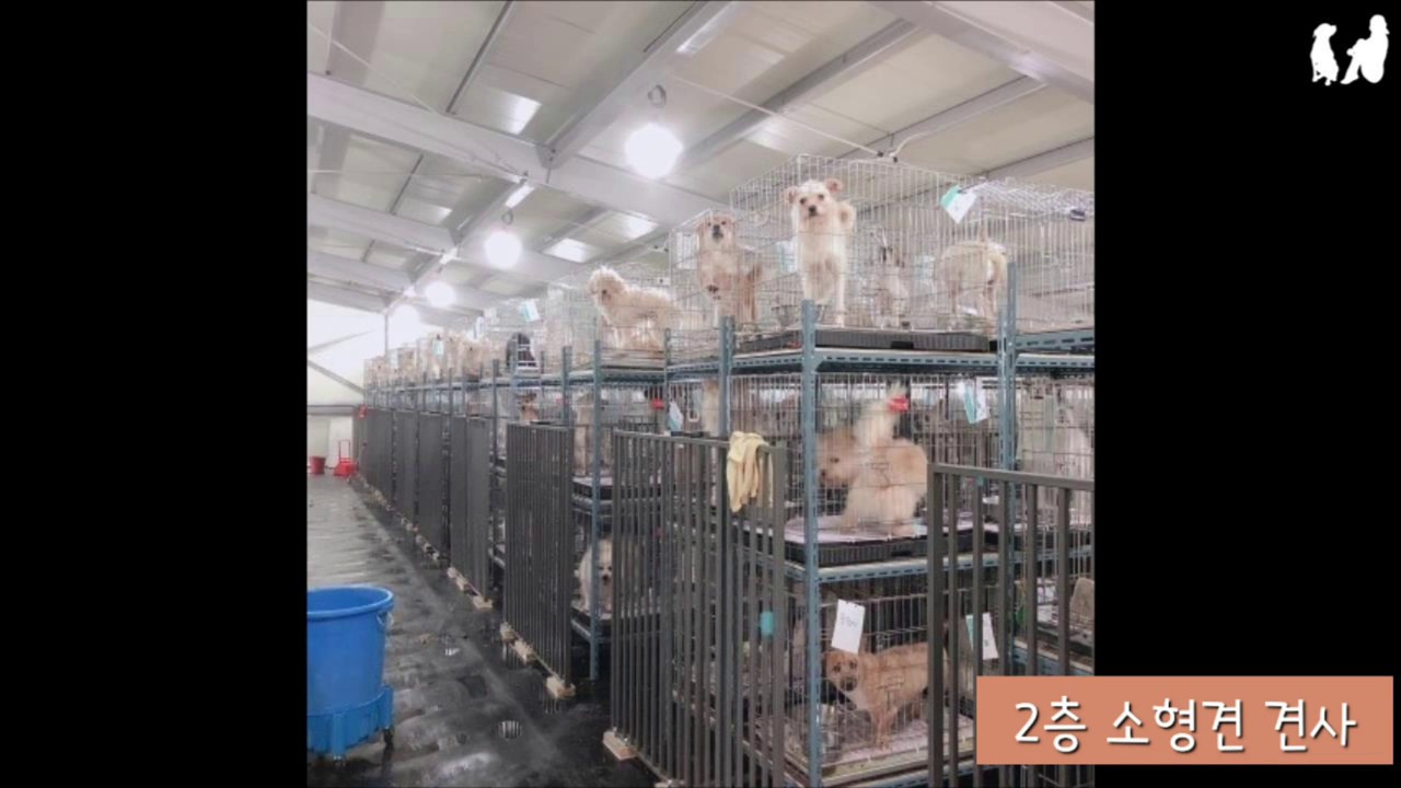 00.천안시유기동물보호소를 소개합니다 An abanded animal shelter in Cheonan, Korea
