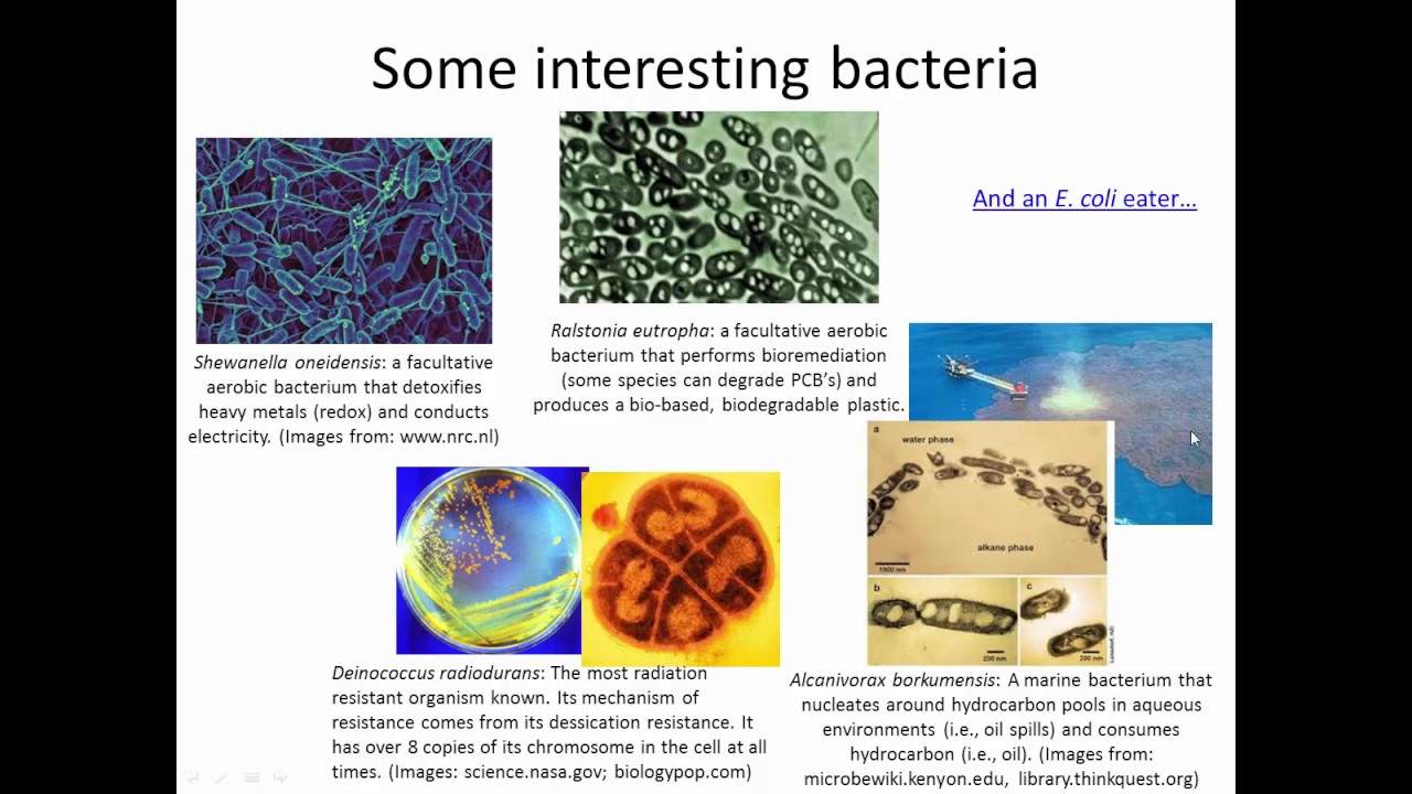 Deinococcus - microbewiki