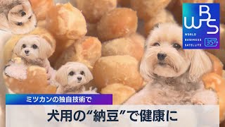 ミツカンの独自技術で 犬用の“納豆”で健康に【WBS】（2023年10月11日）