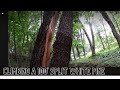 100&#39; Dangerous Split White Pine Climb - With Echo 2511