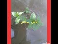 تأمل سر الخالق 🌷🌹🌻