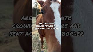 Why Horse Slaughter is Still a Problem: The Fight to Save American Horses #horserescue