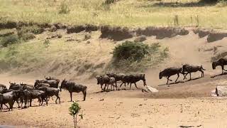 Wildebeest migration across the Mara River Serengeti National Park, Tanzania, August 2026