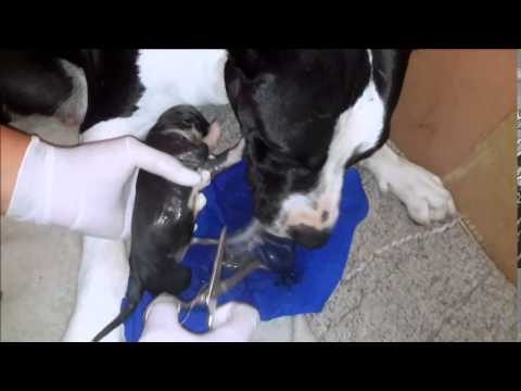 Cachorros Pitbull Recien Nacidos Primer Parto Kimba 3 Youtube Cachorros Pitbull Recien Nacidos Primer Parto Kimba 3 Youtube