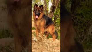 German Shepherd puppy available strong body alert nature vaccinated trained contact now fast