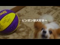 【ﾊﾟﾋﾟﾖﾝ】【犬】りんちゃん遊び中　2016年11月30日