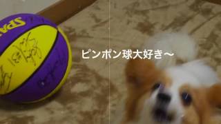 【ﾊﾟﾋﾟﾖﾝ】【犬】りんちゃん遊び中　2016年11月30日