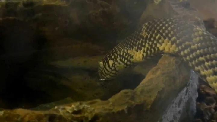 Kingsnake drinking