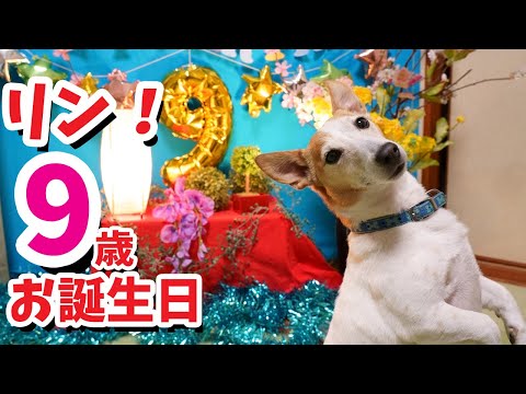 ジャックラッセルテリアのリン9歳のバースデーは、特製ディナーを食べてお祝いをしたら、とても幸せな時間だった