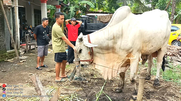 Seharian Bareng Mas HERMAWAN SETIA FARM Hunting Sapi Po Lokal Asli Kebumen !! Bawa Pulang Ga Ya ??