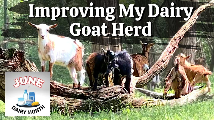 Why Milk Testing is the BEST Tool Improving Your Dairy Goat Herd!  #JuneIsDairyMonth2023