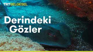 Derindeki Gözler Vatozların Dünyası Trt Belgesel