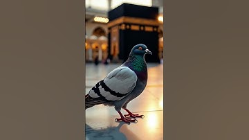 #سورة_الإخلاص #ikhlas ♥️