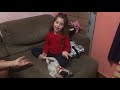 Acessórios para pug femea filhote