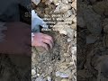 💎Rock hunting tips #geodes #crystalhunter #rockhunting #crystals #digging #quartz #gems #fyp #reel