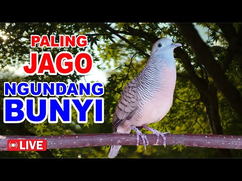 Perkutut BeTINA memanggil Jantan - suara memancing bunyi