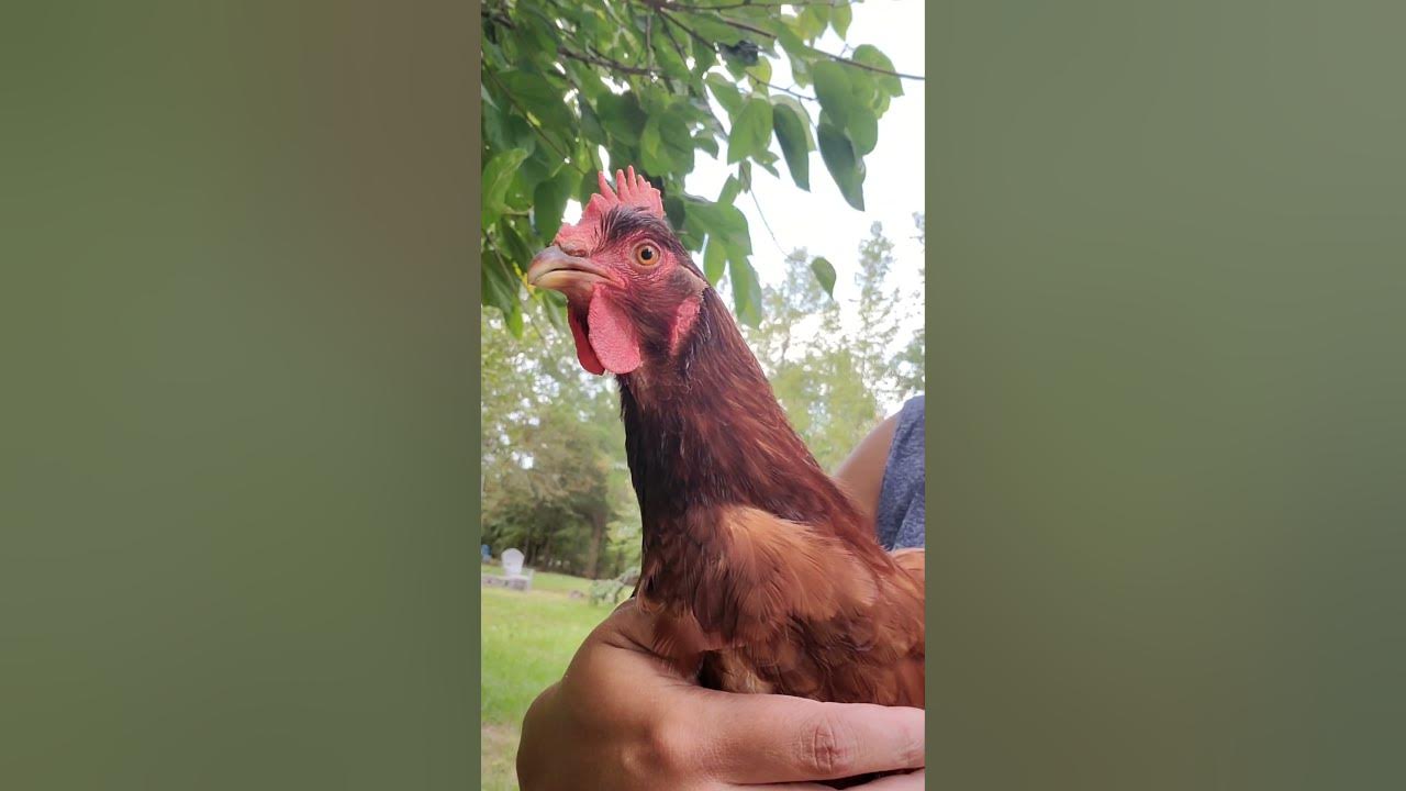 What is the friendliest breed of chicken? WATCH FULL VIDEO YouTube