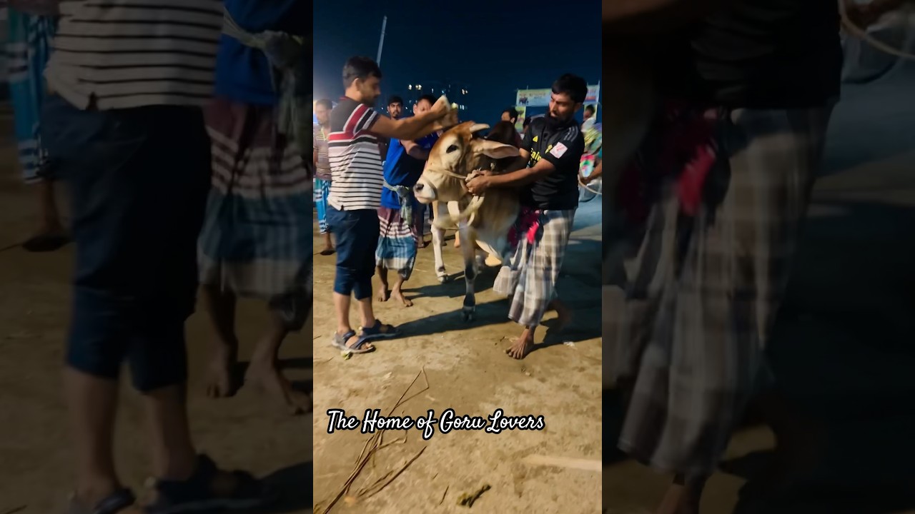 Super Playful Pagla Goru Hashil Ghor e Eshe Paglami Shuru | 