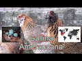 La gallina ameraucana