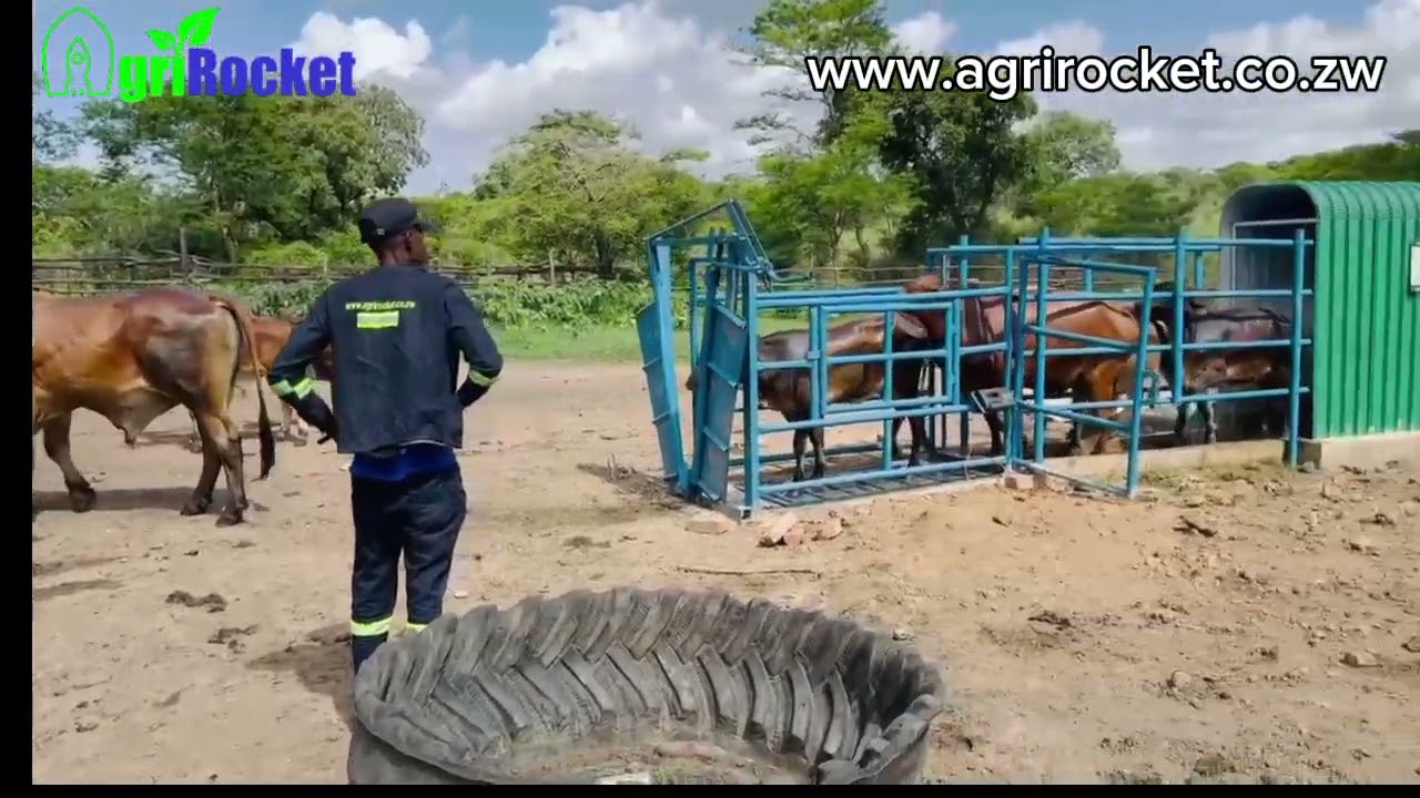 Cattle Dipping Made Easy: Nyabira Spray Race
