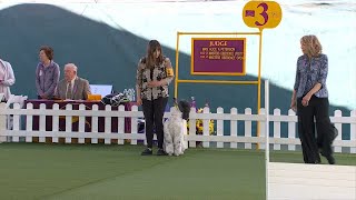 Obedience Utility Class B | Breed Judging 2023