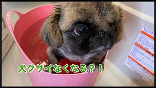 ＃ペキニーズ＃犬＃dog　【風呂】重炭酸イオンケア浴剤！お湯をかけるだけで、犬の匂いが消えました。