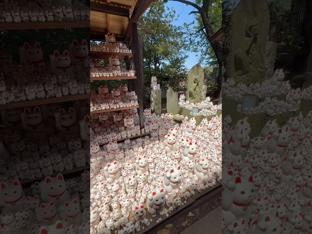 1,000+ Lucky Cats at Gotokuji Temple! 🙀 #tokyo #japan 豪徳寺と招き猫 #ochikeron