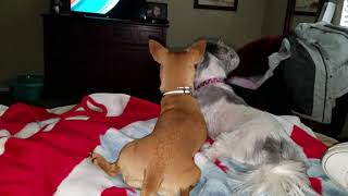 Dogs Watching TV2 by Brad Taft 4 views 6 years ago 17 seconds