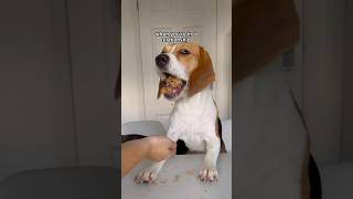 FIRST DATE VS RELATIONSHIP #dog #beagle #beagleworld