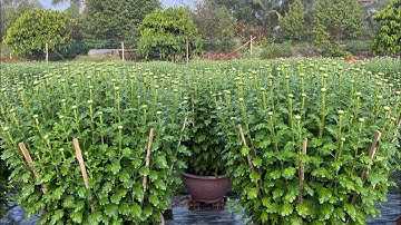 HOA CÚC PHA LÊ 10/12 ÂM LỊCH, XÉ KIẾN - TẬP 14 | TẾT 2025