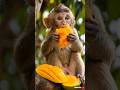 Monkey cartoon video l Jungle ka mango lover | Animals cartoon #shorts #trending #viral #ai #animals