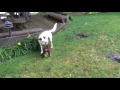 Puppy sage trying to eat a flower