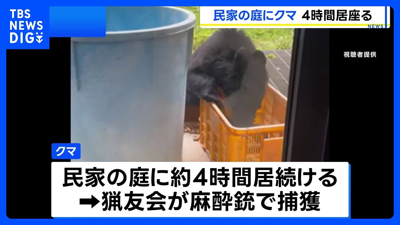 Bear Spends Four Hours in Residential Yard, Captured by Hunting Group with Tranquilizer in Nagano