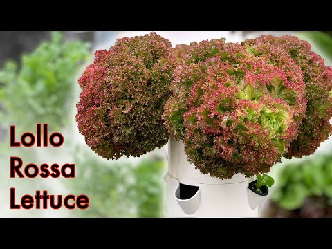 Video: Lollo Rossa salat: beskrivelse og dyrkningsfunktioner