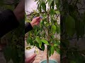 A simple way to prune fruit plants so they produce maximum fruit again #shorts