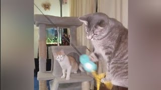 Cats Playing with Teaser Toy - 2