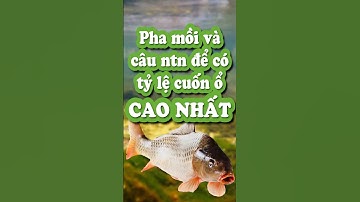 Hướng dẫn sử dụng ĐŨA TRE để câu cá chép mới thả hồ dịch vụ đúng cách nhất để đạt hiệu quả cao nhất