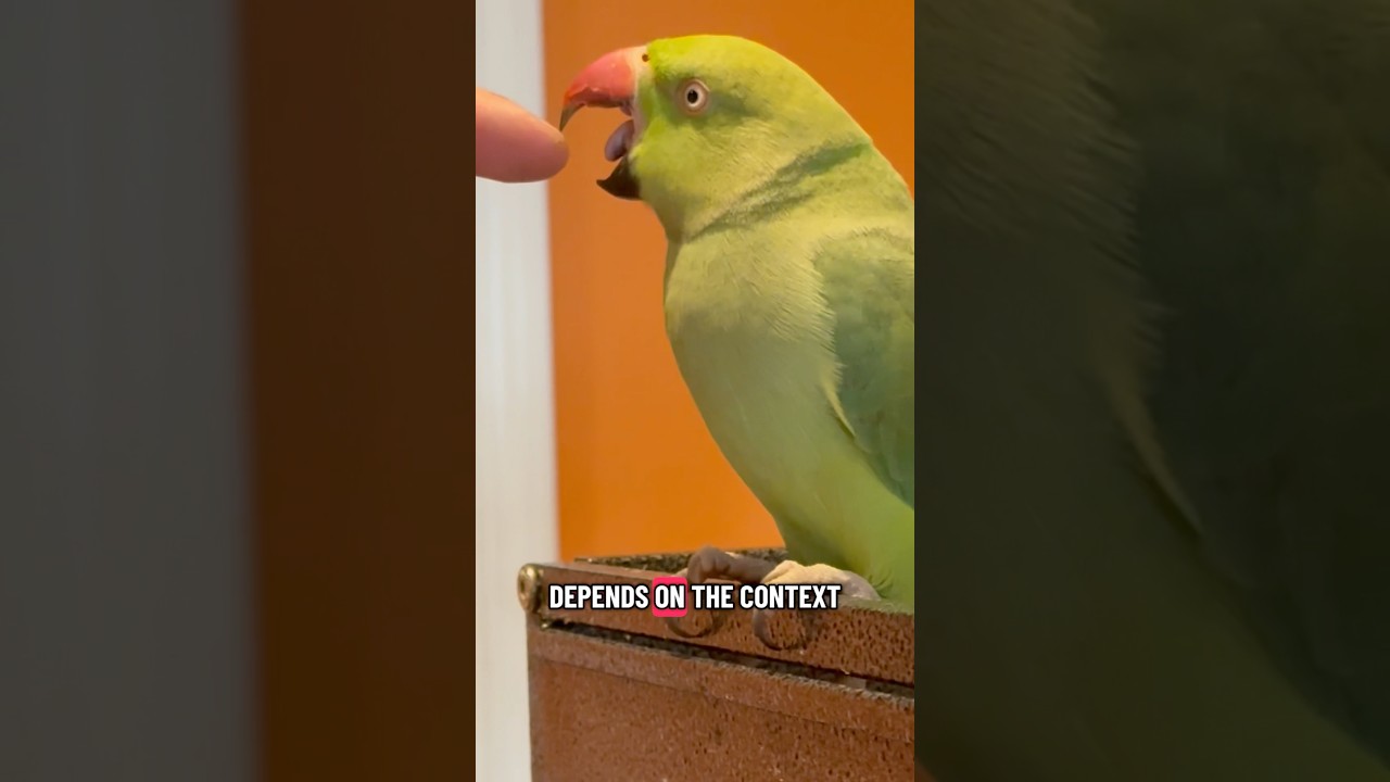 Training & taming your ringneck parrot 