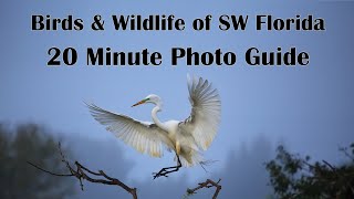 Birds & Wildlife of Southwest Florida - Twenty Minute Photo Guide