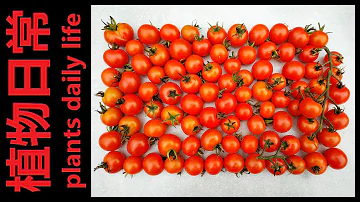 Jak vypěstovat milion rajčat?