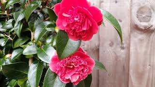 Download Lagu Camellia Volunteer MP3