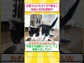 [後編]うちの愛猫の行動がアホ可愛すぎる #ゆっくり解説 #ねこたんの解説 #2ch #2ちゃんまとめ #cat