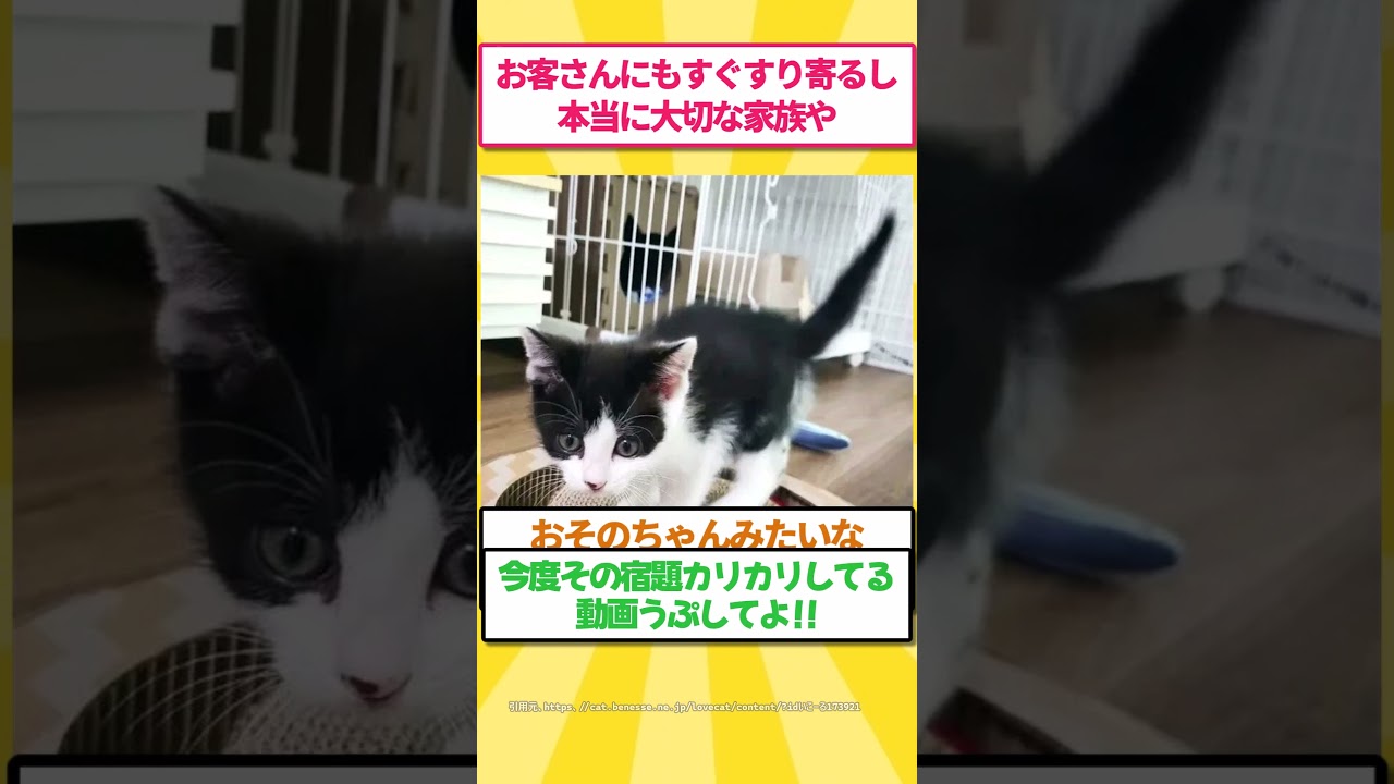 [後編]うちの愛猫の行動がアホ可愛すぎる #ゆっくり解説 #ねこたんの解説 #2ch #2ちゃんまとめ #cat