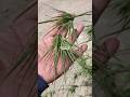 RUMPUT MERAKAN or Themeda arguens #Themedaarguens Themeda triandra | RUMPUT BUJANG #rumputmerakan