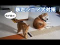 我が家の暴走シニア犬対策♪