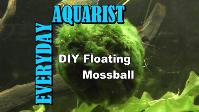 DIY - Affordable Moss Balls - Remodelando la Casa