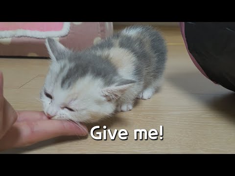A Baby Kitten&amp;#39;s Trying to Eat My <strong>Bigger</strong> Hand <strong>Than</strong> her!
